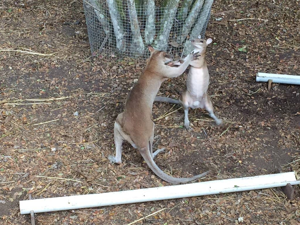 Lush Rainforest Trails