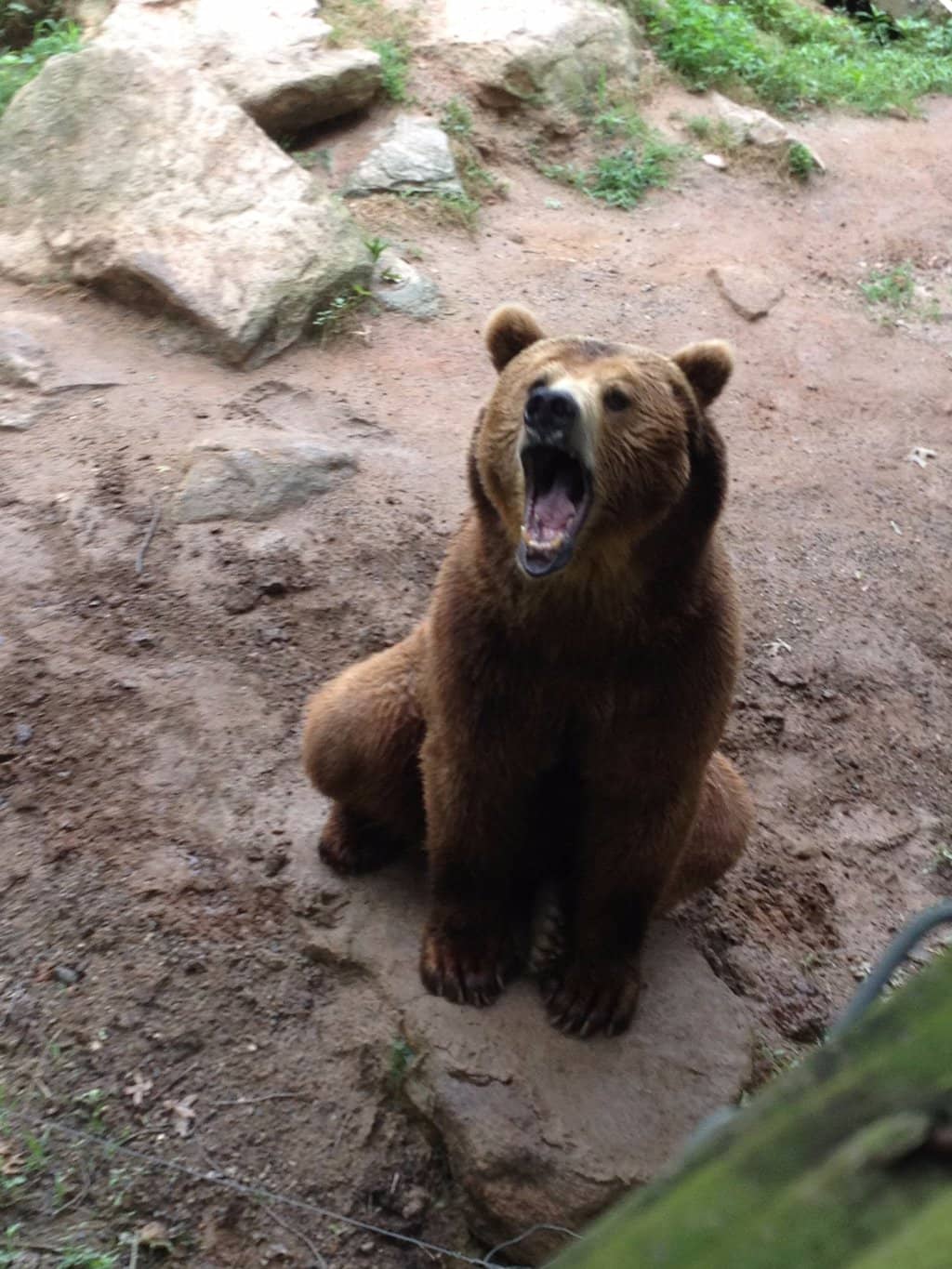 Drive-Through Deer Forest
