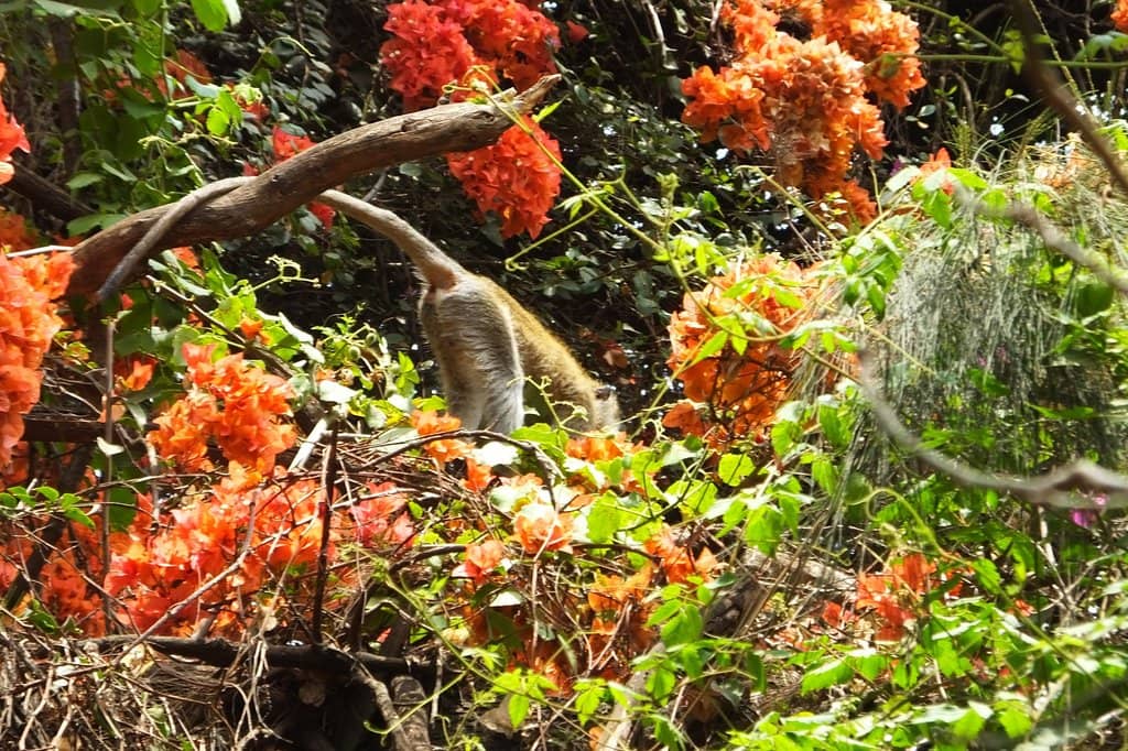 Central Park Nairobi