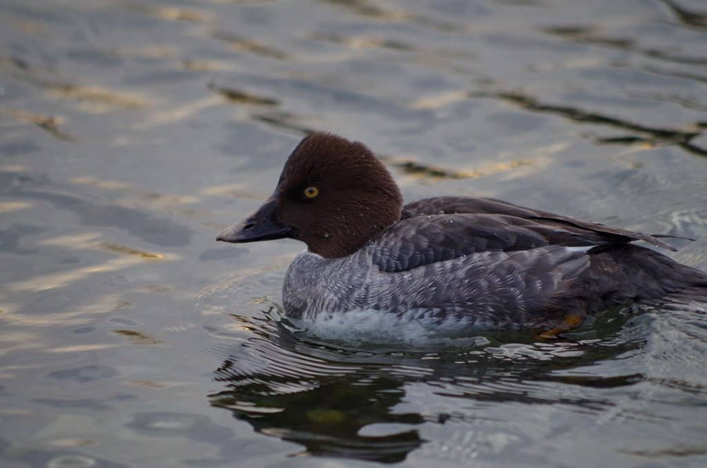 Mudflats and Beach Access