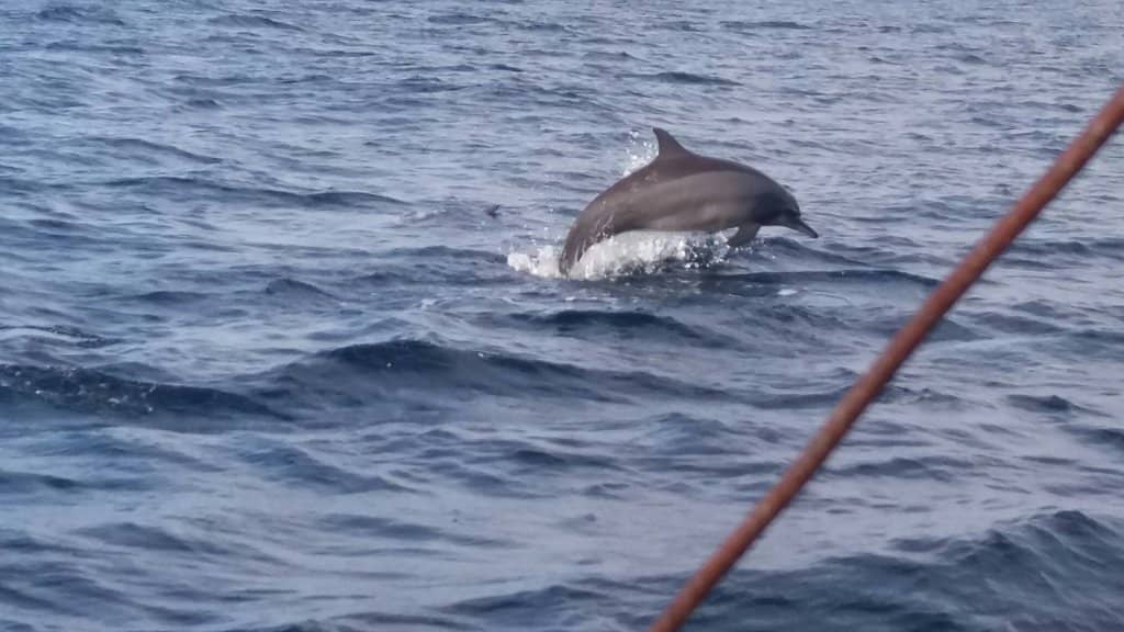 Vibrant Coral Gardens
