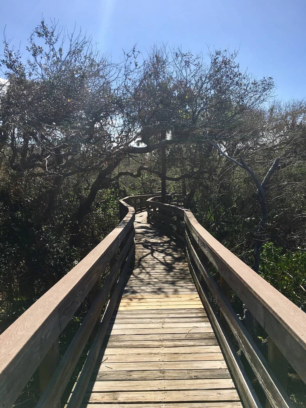 The Ancient Shell Mound