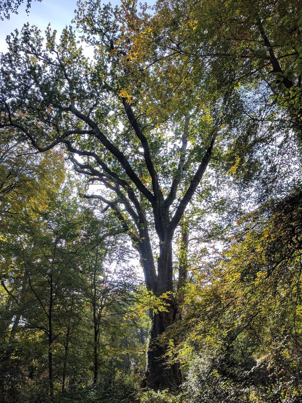 The Majestic Knightwood Oak