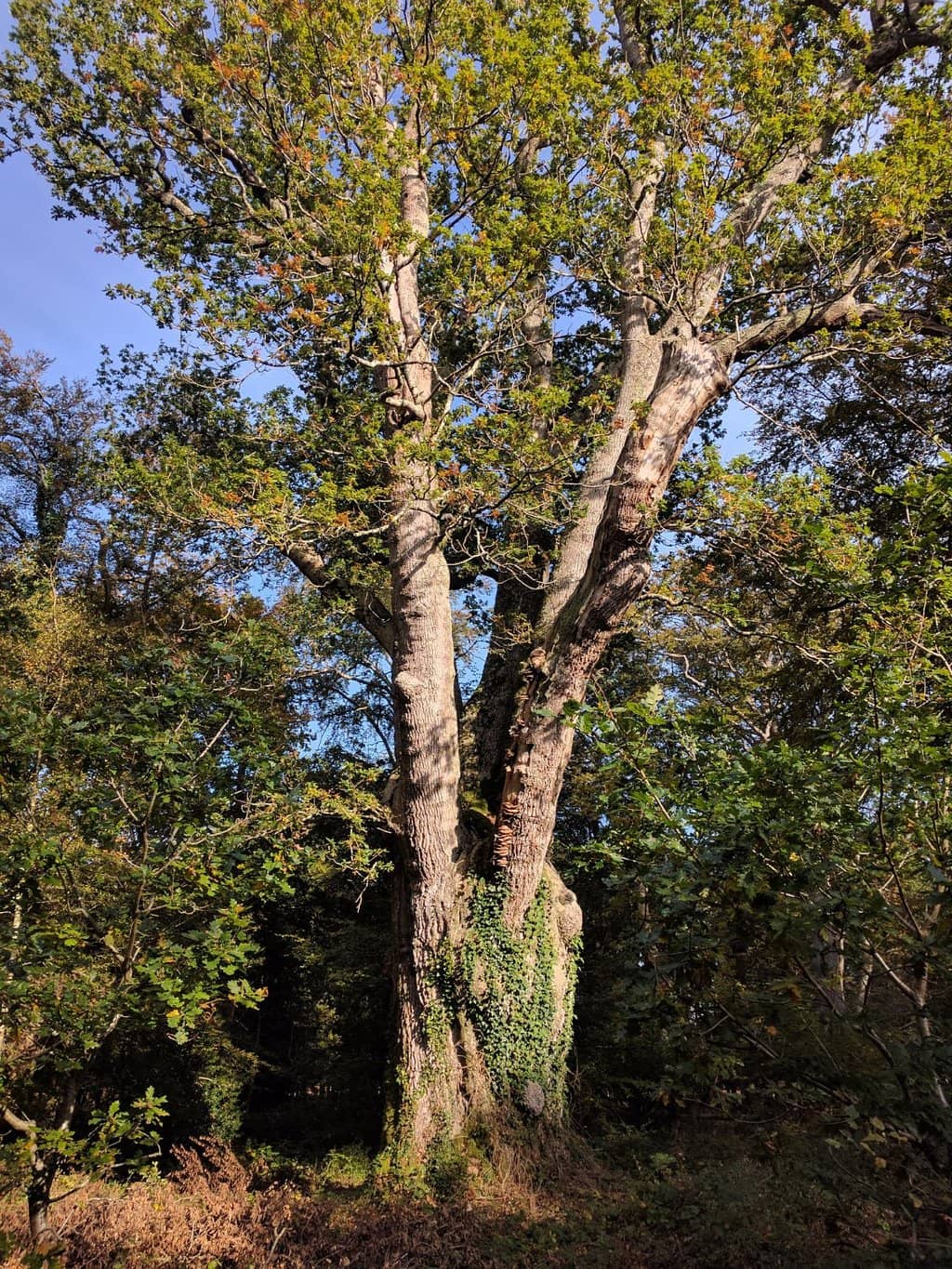 Woodland Wanderings
