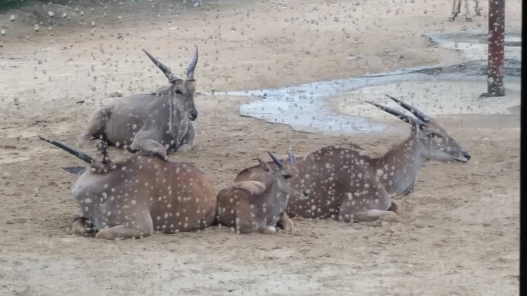 Night Universe Spectacle