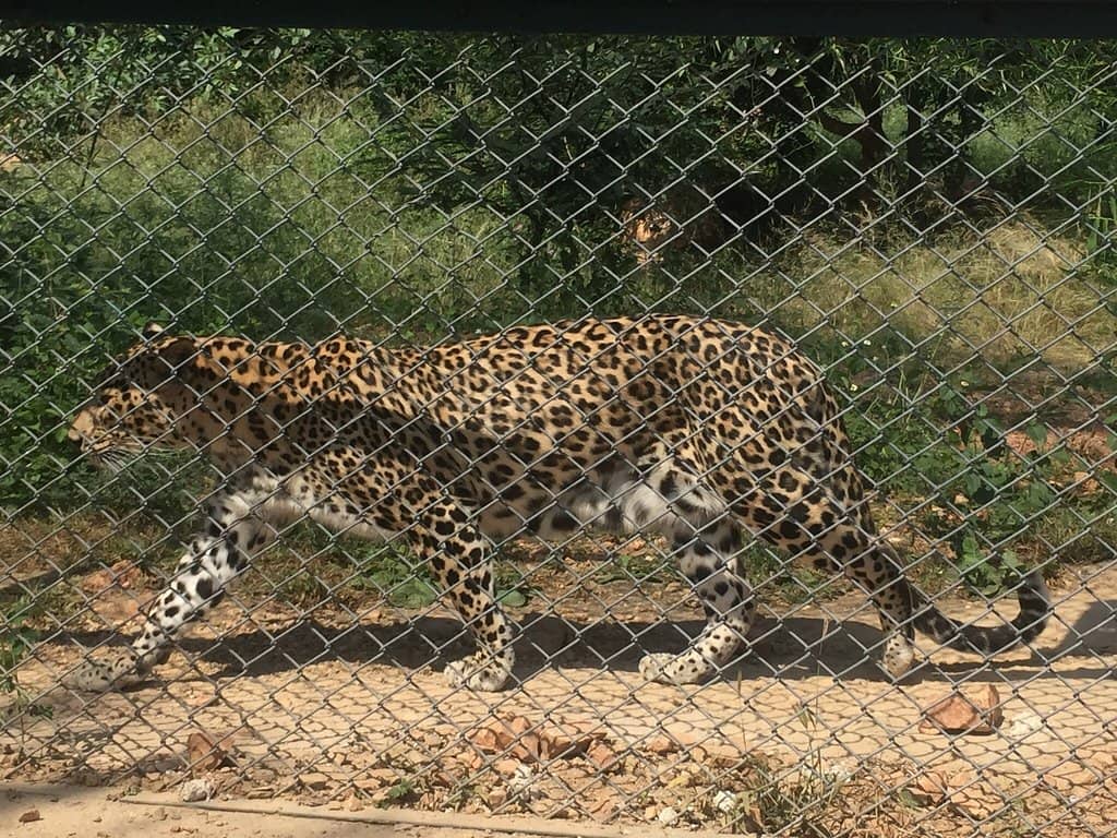 Scenic Aravalli Backdrop