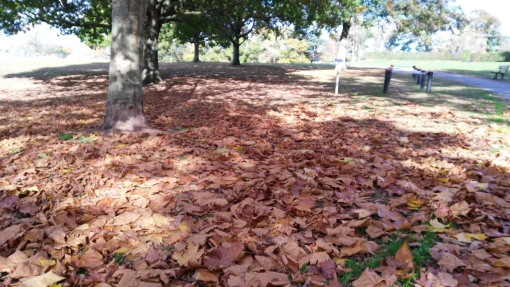 Pitch and Putt Course