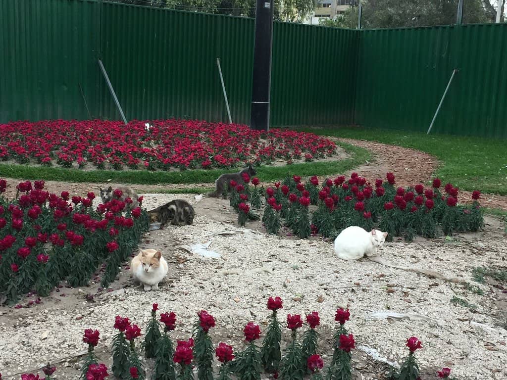 Children's Playground