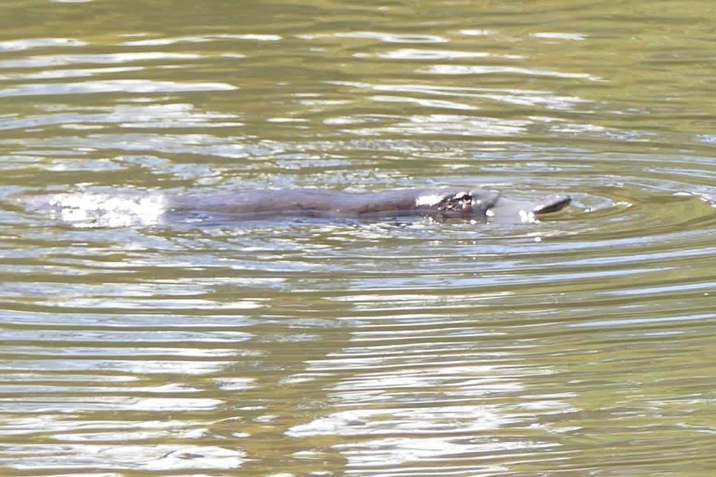 Tranquil Lakeside Walks