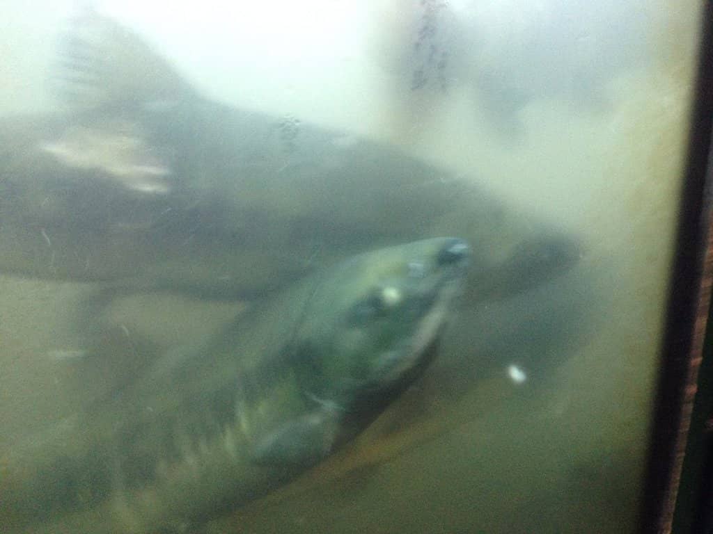 Steelhead Trail Walk