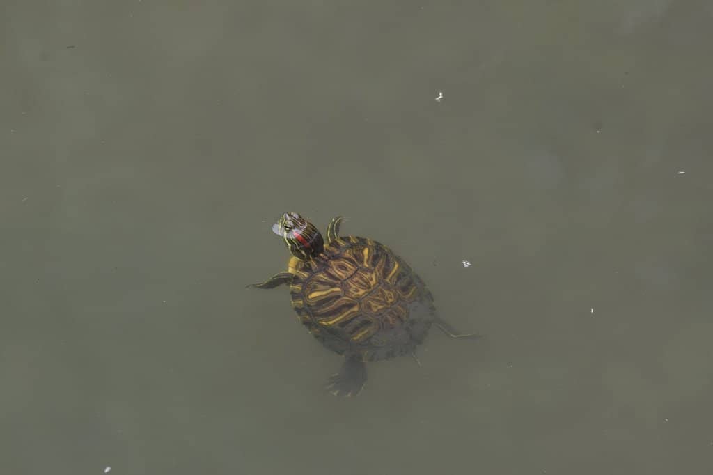 Turtle Pond Feeding