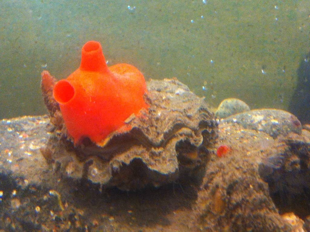 Local Art & Salish Sea Inspiration