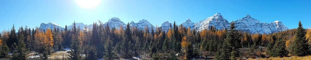 Larch Valley's Golden Glow