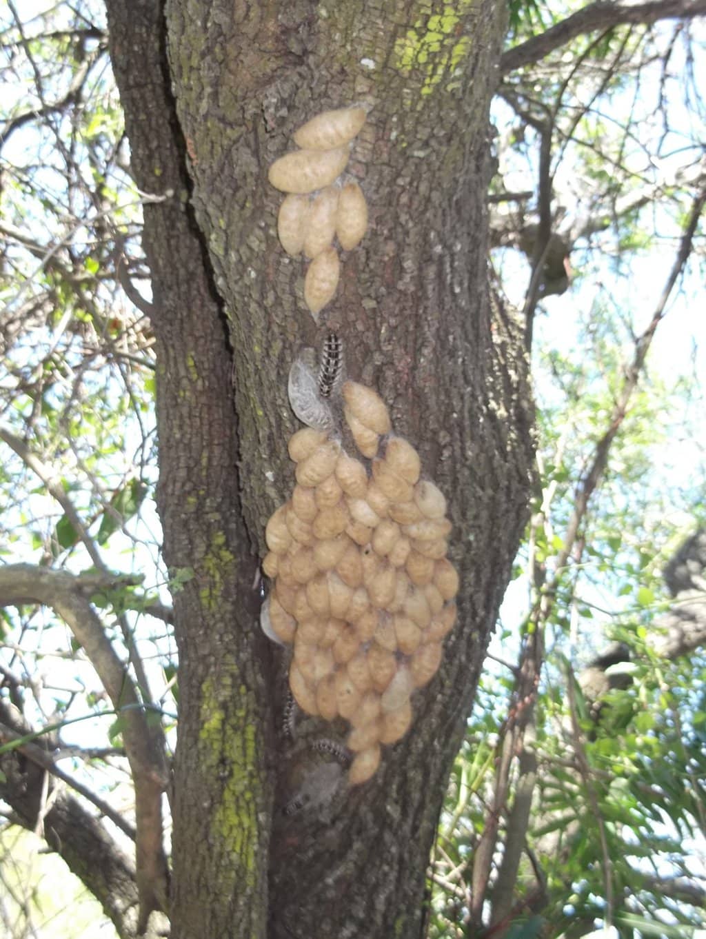 Birdwatching Opportunities