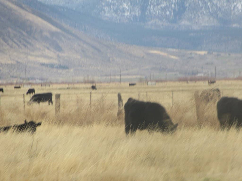 Charming Outbuildings & Gardens