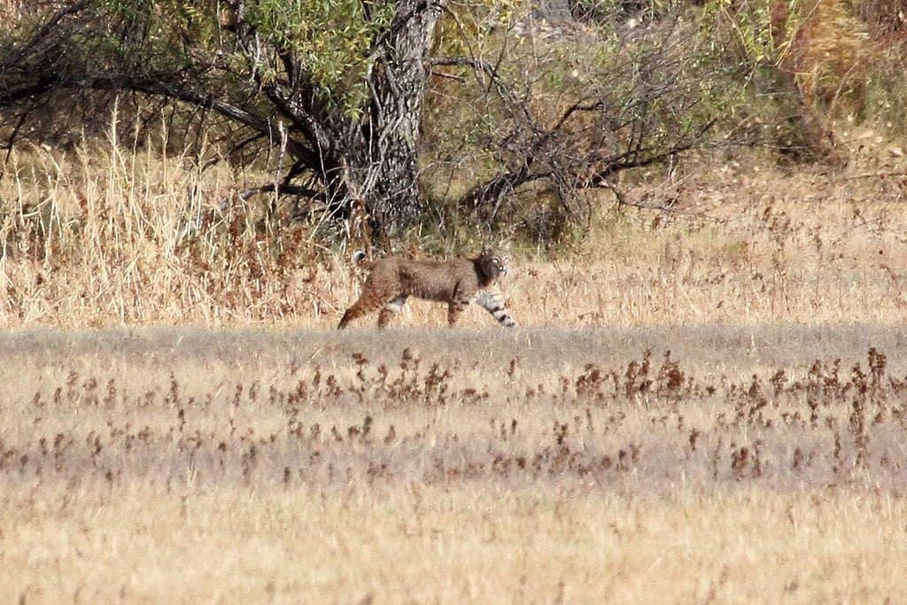 Scenic Driving Loops