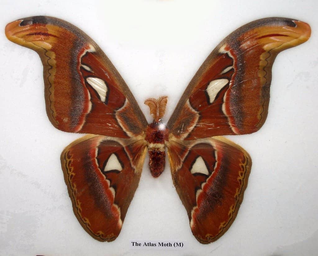 Taxidermy Collection