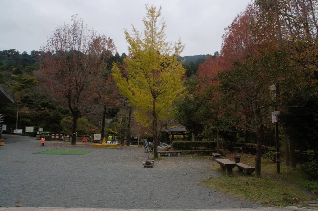 Seasonal Cherry Blossoms