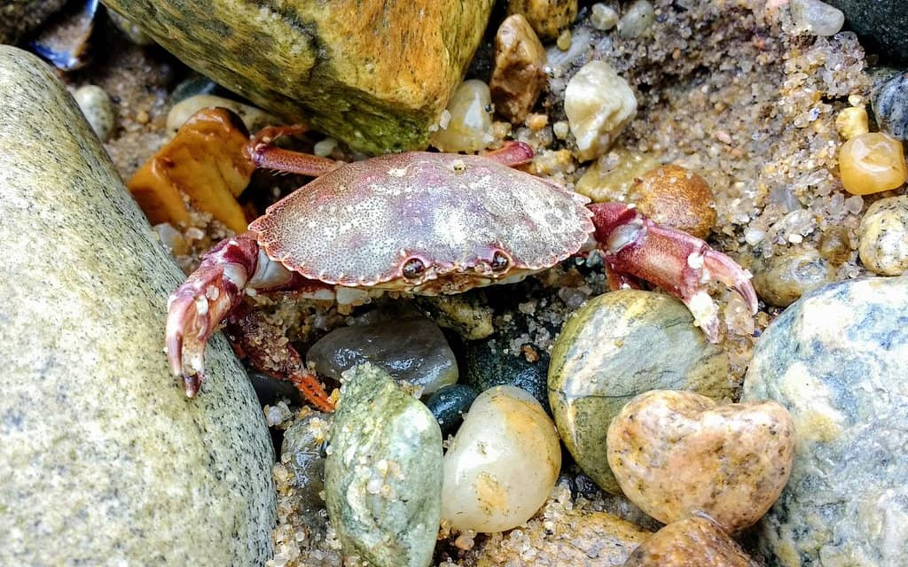 Rocky Shoreline & Bluffs