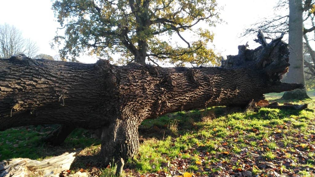 Children's Playgrounds