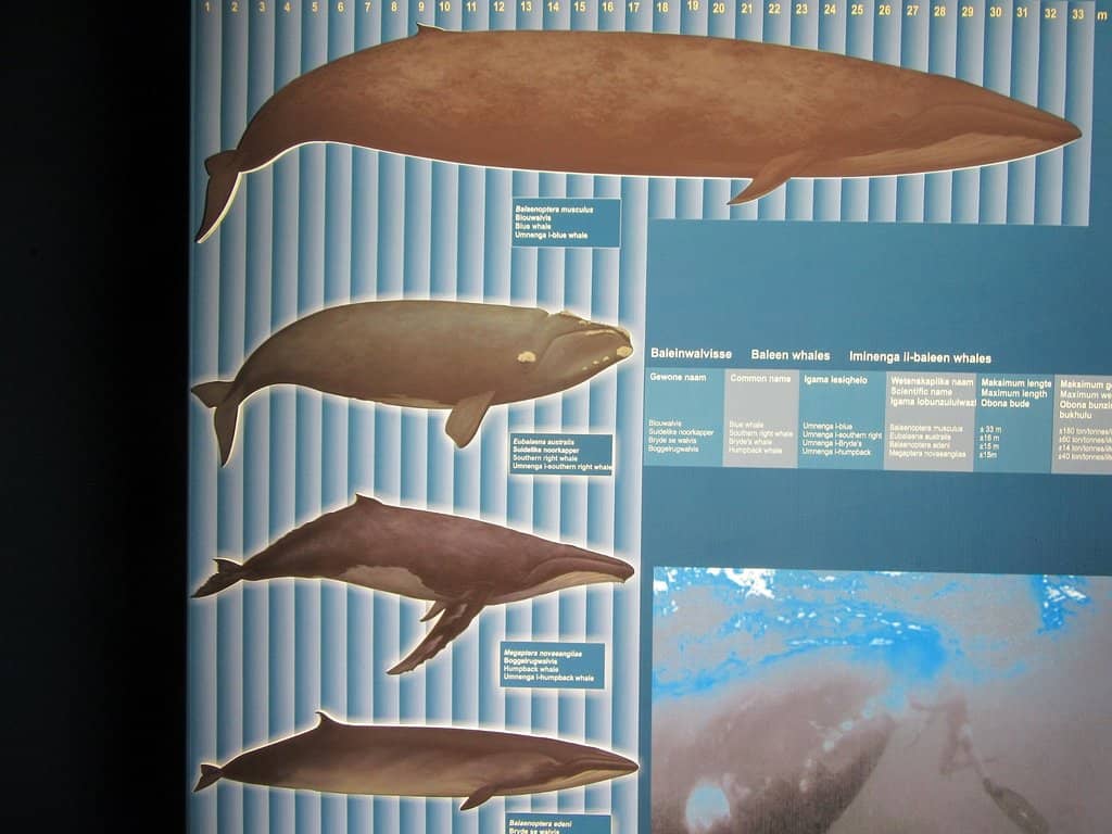 Hermanus Fishing History