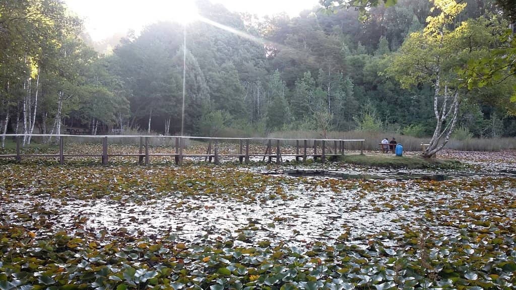 Picnic and Play Areas