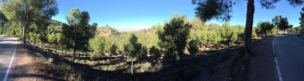 Ancient Carrasco Pine