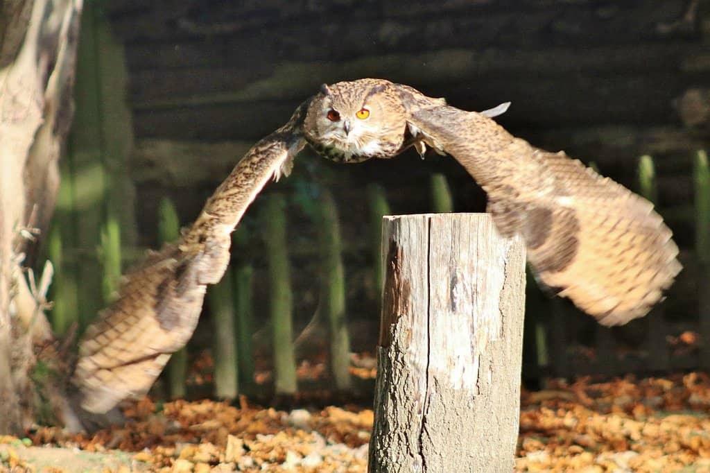 Interactive Feeding Sessions