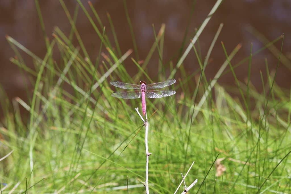 Gould's Turkey Flock