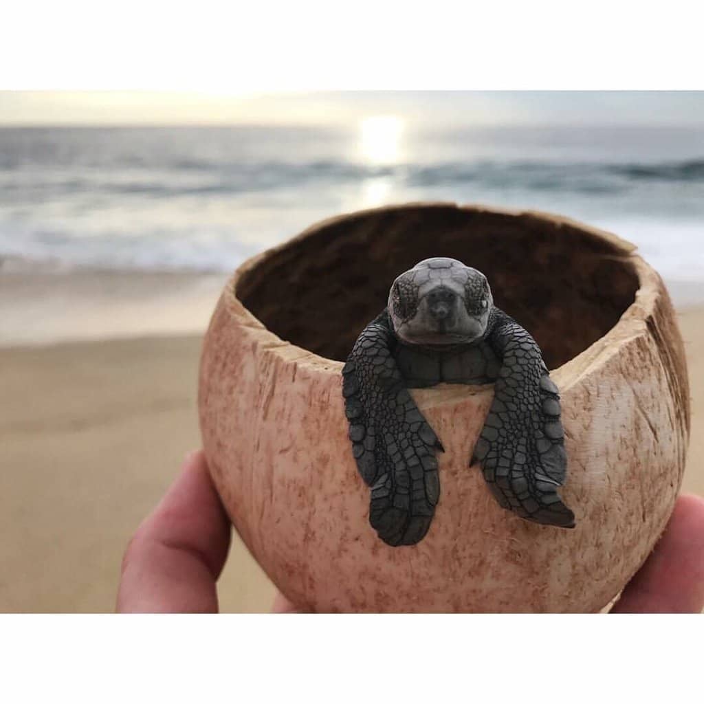 Turtle Hatching Observation
