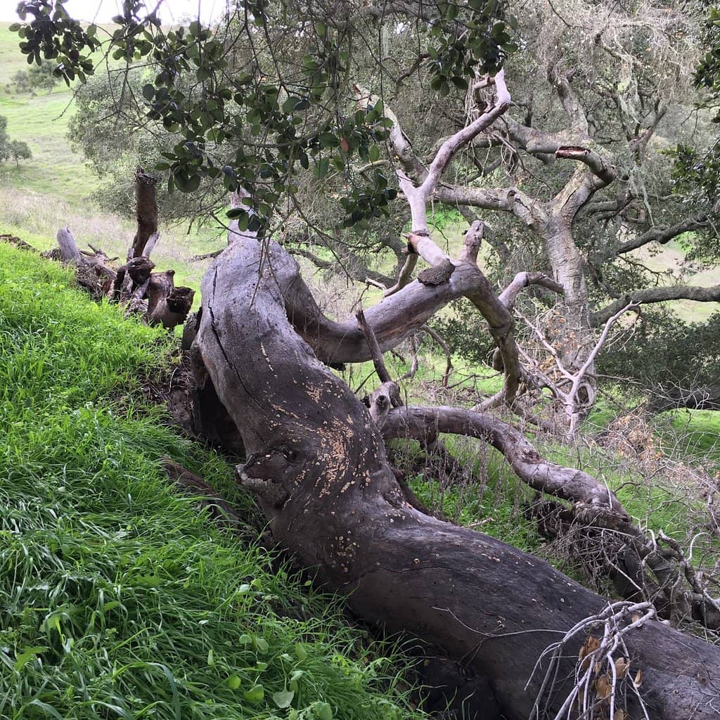 Horseback Riding Opportunities