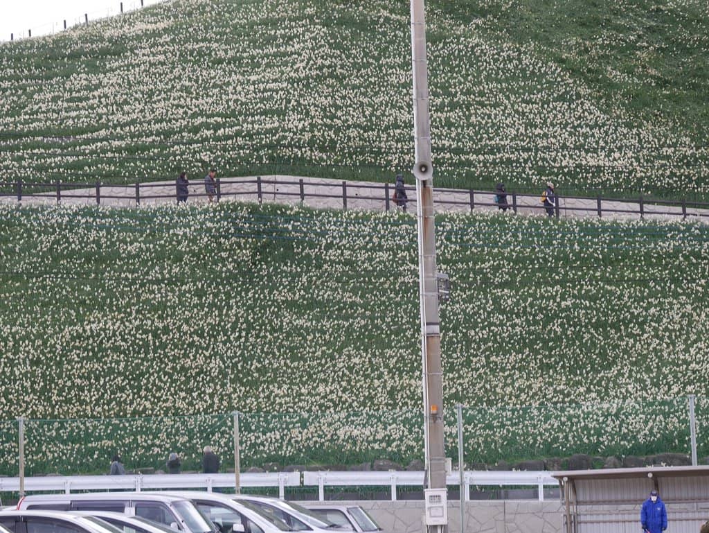 Vibrant Lotus Blooms
