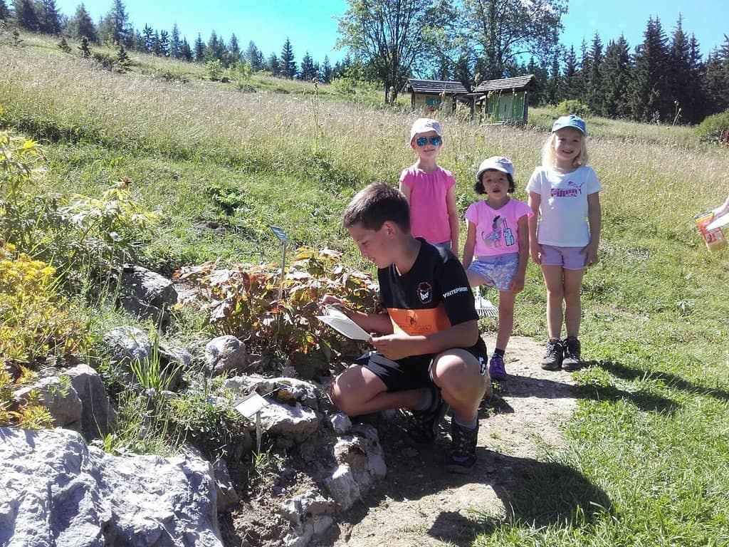Alpine Flora Showcase