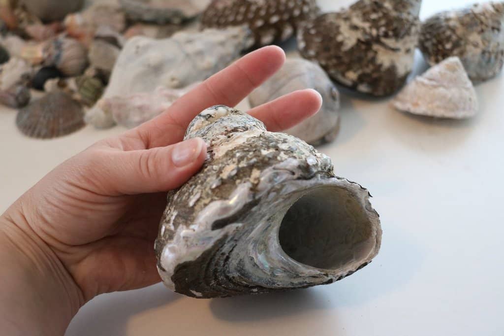 Carpinteria Tar Pits