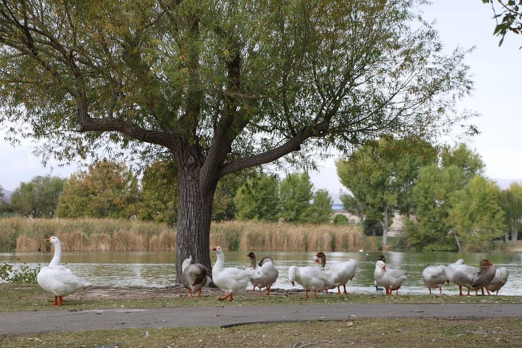 Birdwatching Opportunities