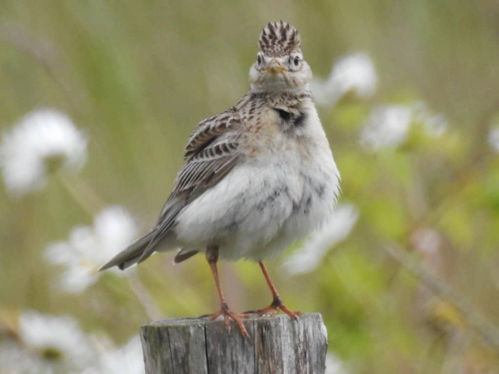 Visitor Centre & Cafe