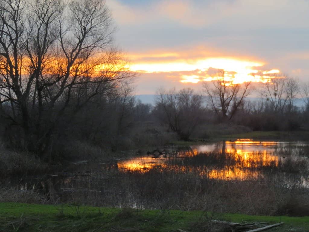 Bald Eagle Sightings