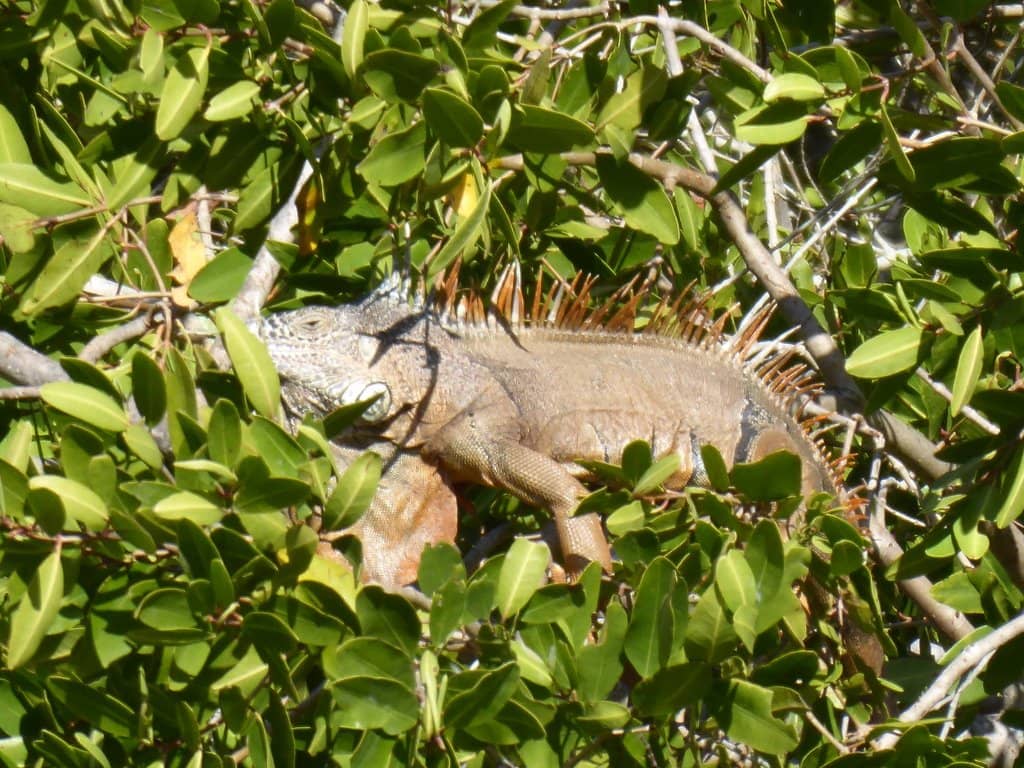 Coastal Wildlife