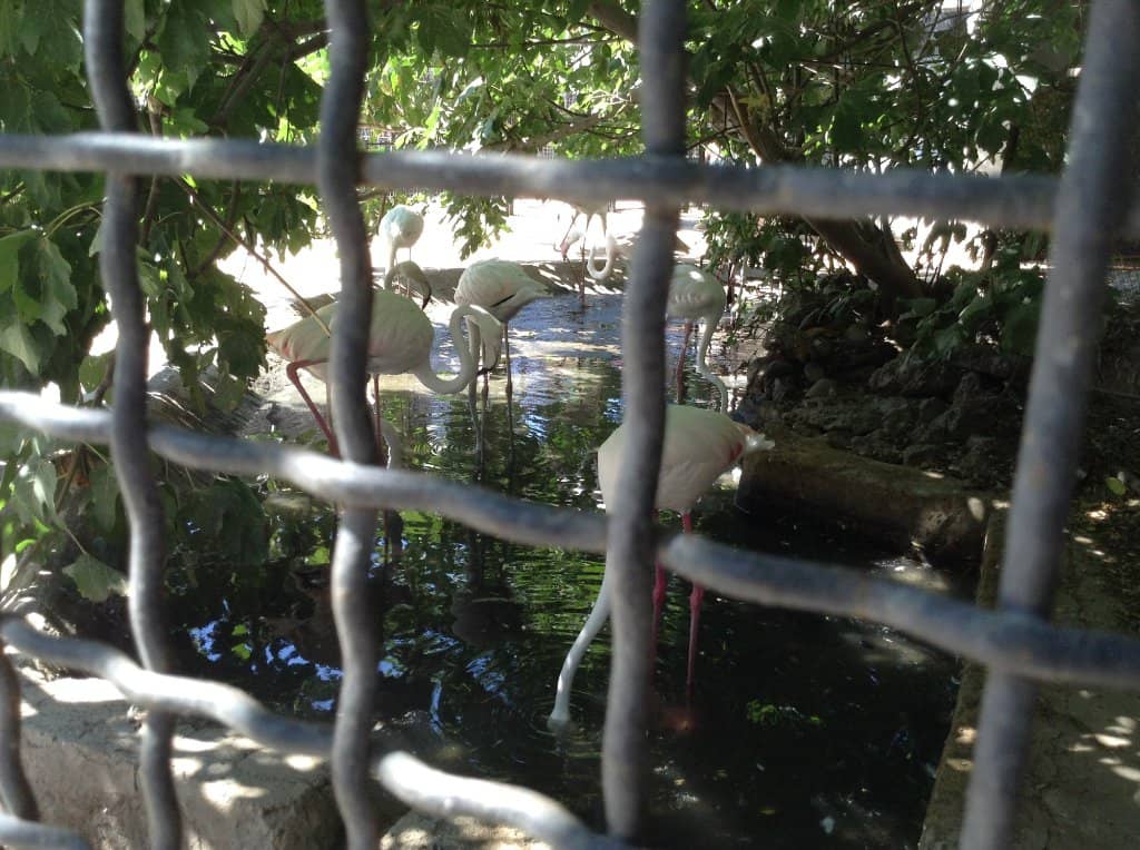 Vultures and Flamingos