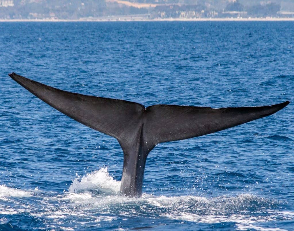 Blue Whale Sightings