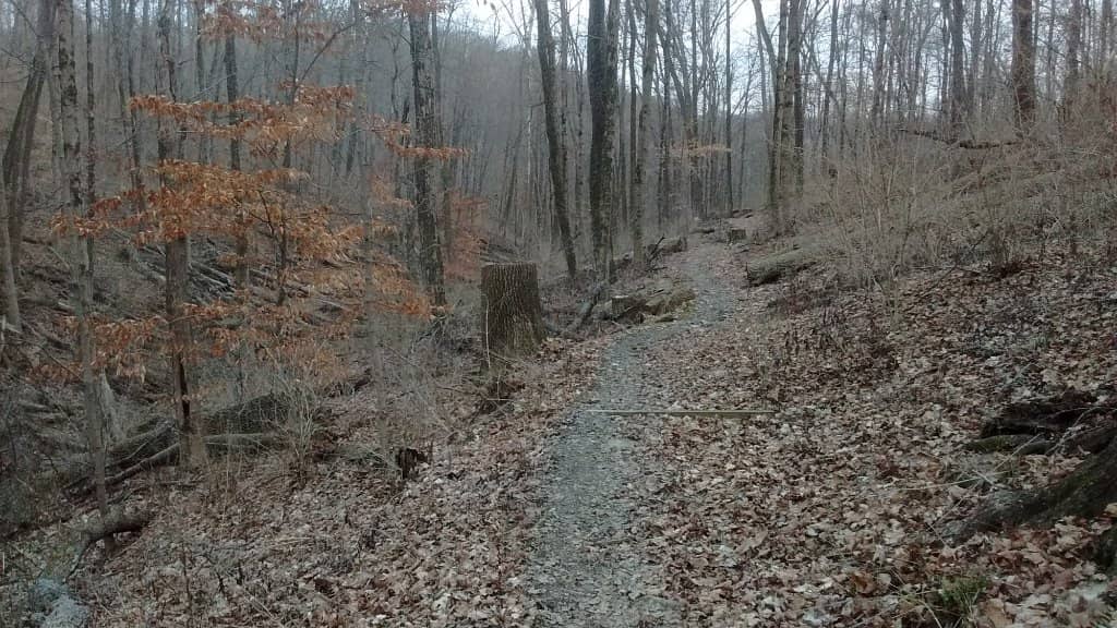 Everybody's Treehouse