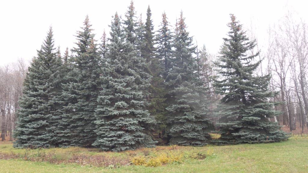 Labyrinthine Walkways