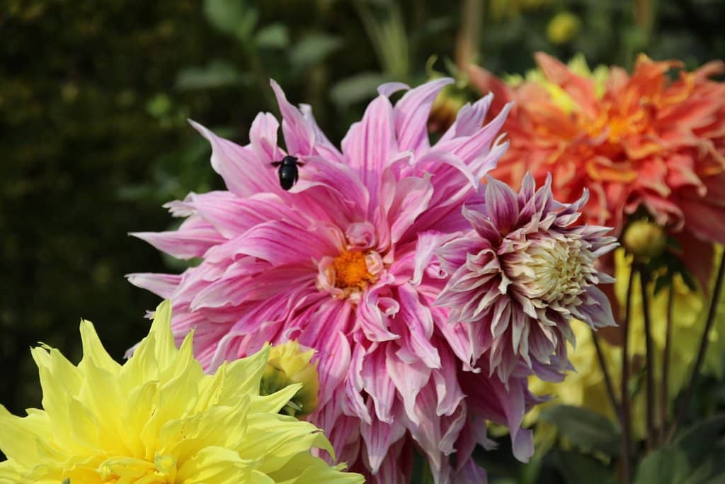 Children's Play Area