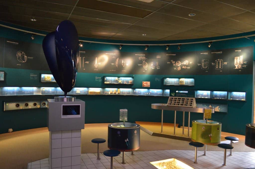 Local Ice Cream Delights