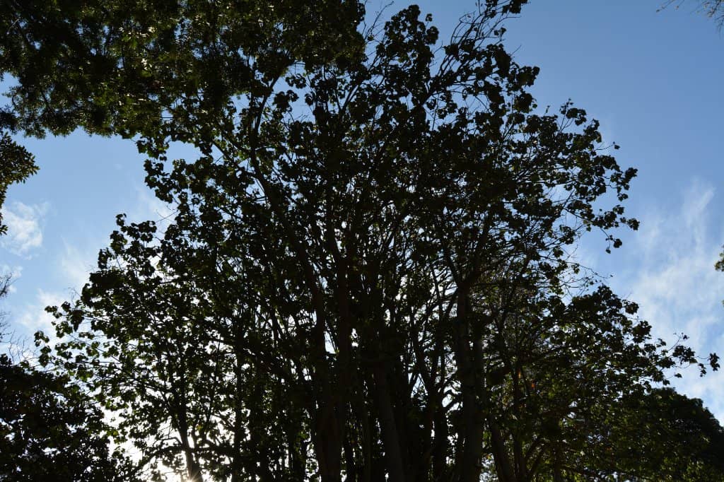 Festival Atmosphere (During Event)