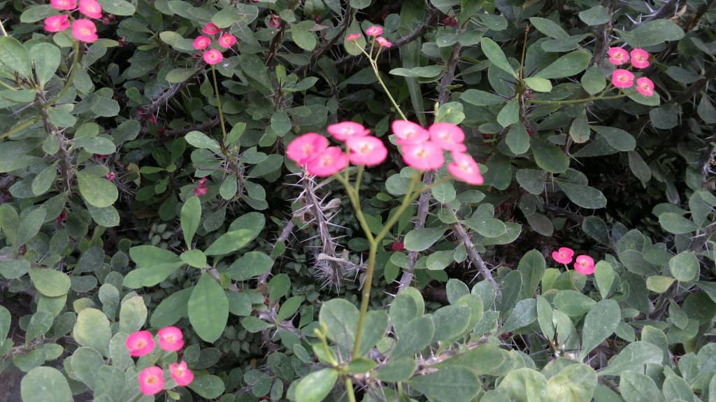 Seasonal Flower Displays