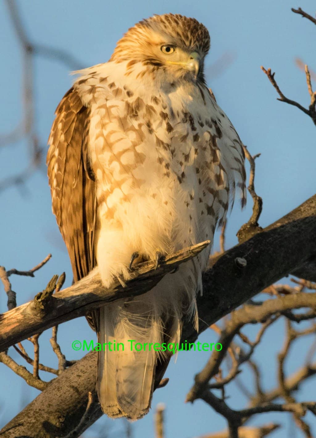 Il Gabbiano Restaurant