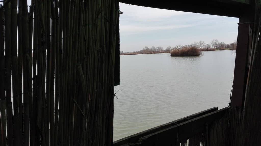 Friendly Resident Cat