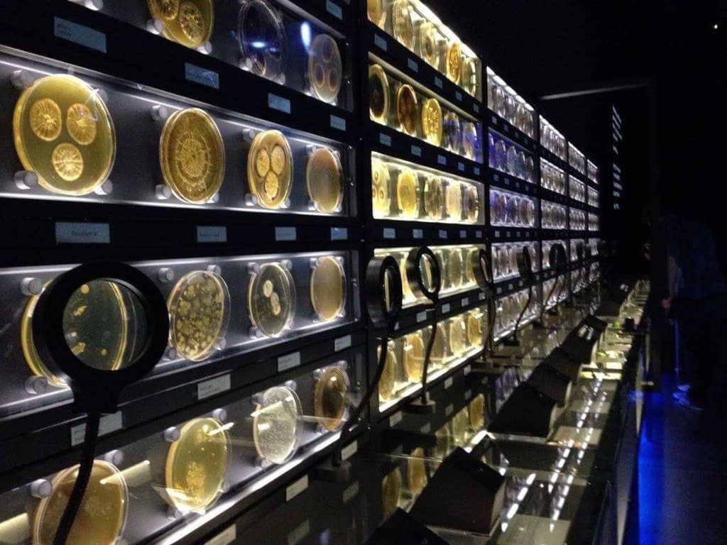 Emotional Support Buddies