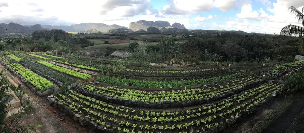 Farm-to-Table Creole Cuisine